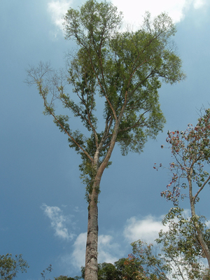 The gaharu tree
